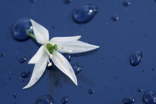 Blue & White