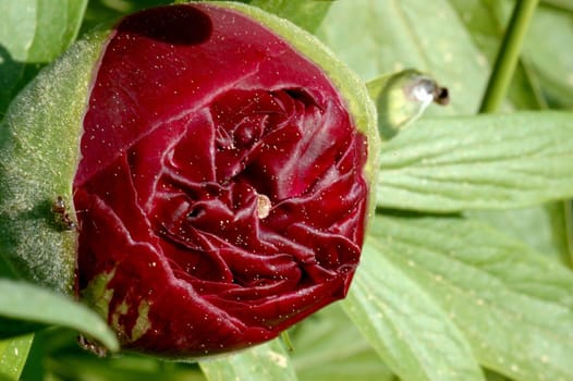 Young peony