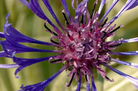 Cornflower with pollen