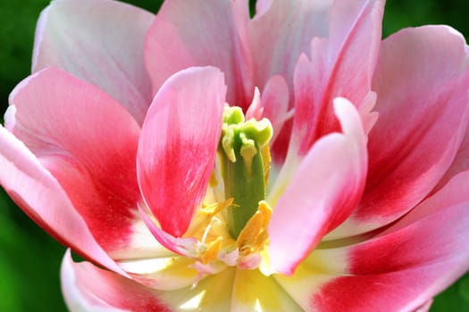 pink tulip
