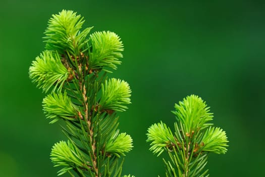 young fir shoots