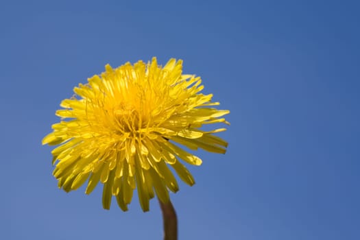 Dandelion against a blue sky