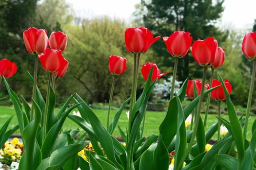Tulips