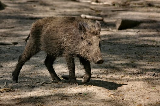 Wild Pig