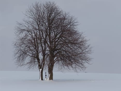 Chestnut trees