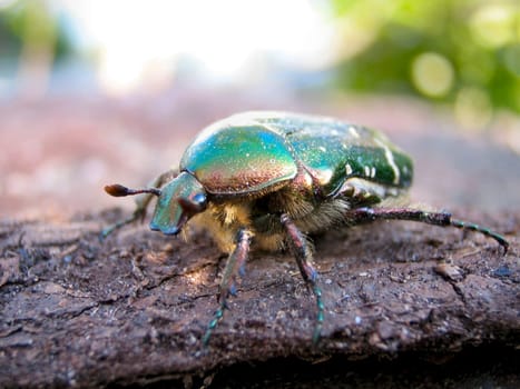 Leaf horn beetle-1