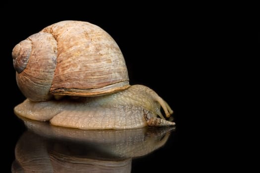 snails