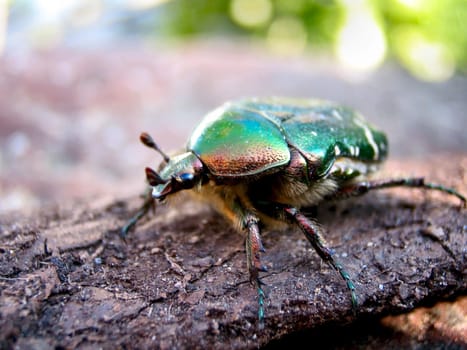 Rose chafer