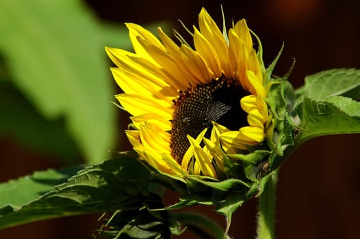 So now you can guess what I did today! Of course,I threw sunflower seeds into the ground and hope that it will soon look like last year!