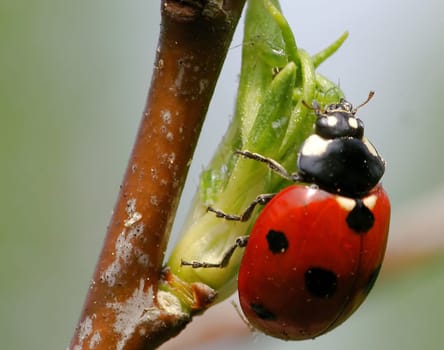 note the aphid - just above the ladybug