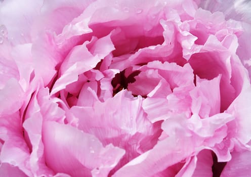 The peonies date back to the 17th century. The phenonia is considered a symbol of a beautiful,educated woman in the prime of her life.