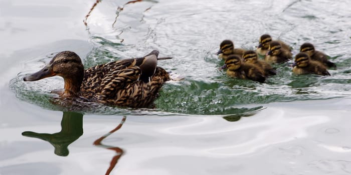 ... all my ducklings...