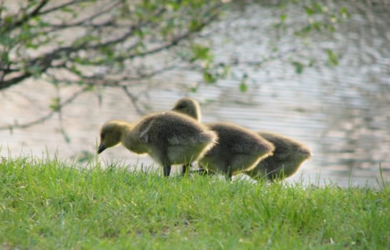 Goose licking