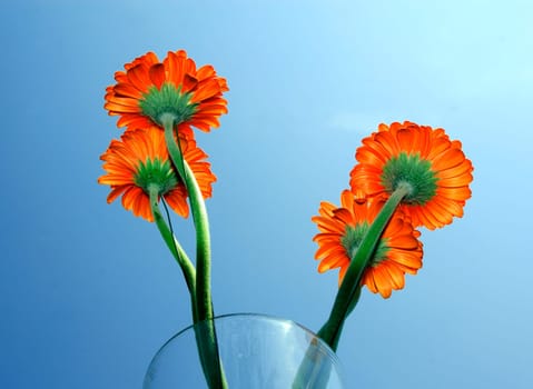 Gerbera of a glass vase. Flashed against the sun under blue sky.