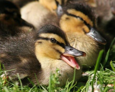 ... For a brief moment,the little chick woke up,yawned and immediately rattled on...