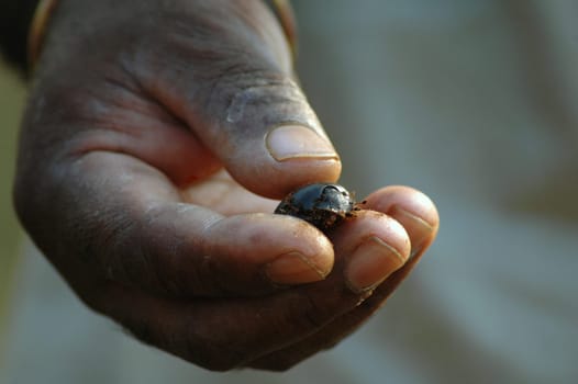 Dung beetle