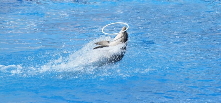 Acrobat