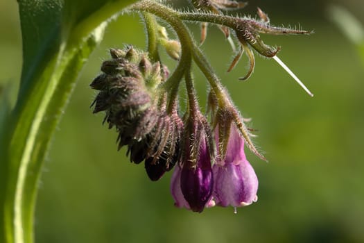 Comfrey (Symphytum)