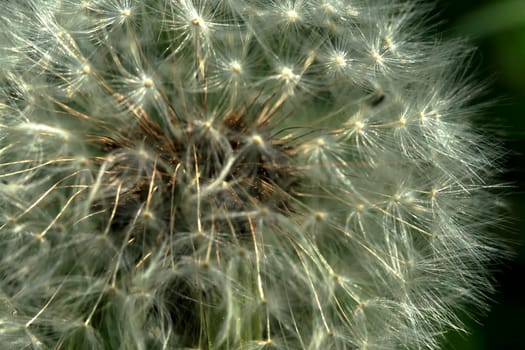 Dandelion