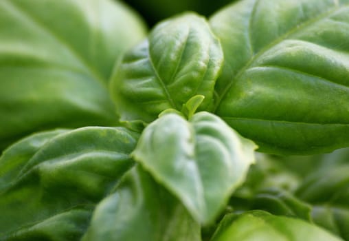 Fresh basil