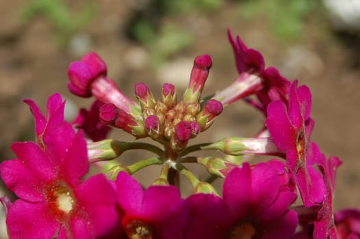 Primula japonica