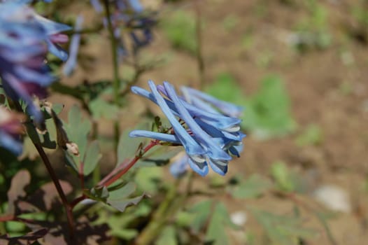 Corydalis flexuosa