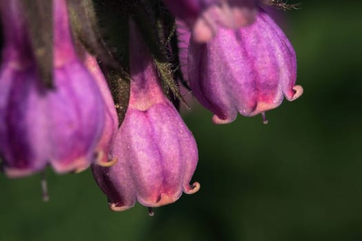 Comfrey