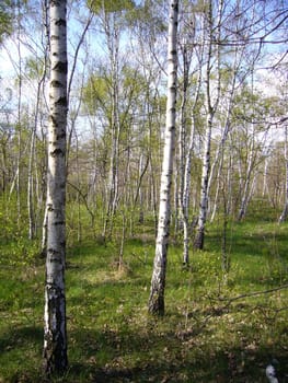 Birches