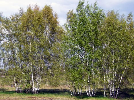 Birches