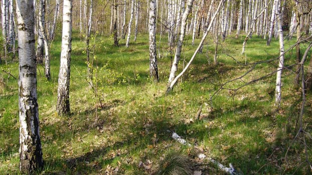 Birches