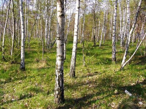 Birches