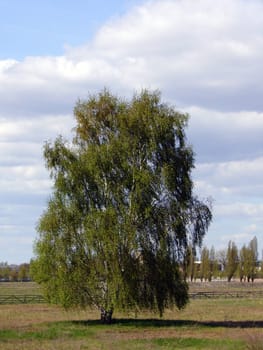 Birch