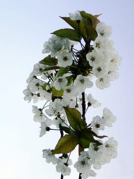 Almond blossom