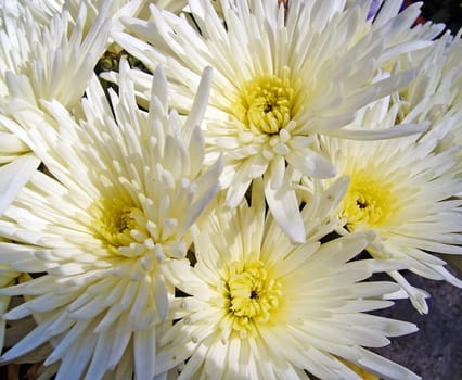 Chrysanthemum