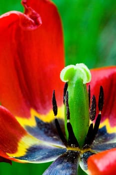Tulip