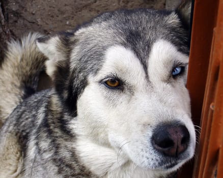 Huskie