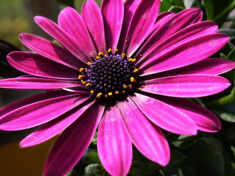 Ice plant