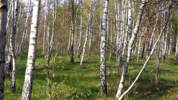 Birches