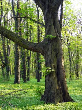 forest without cake without mushrooms without gras without aegeria