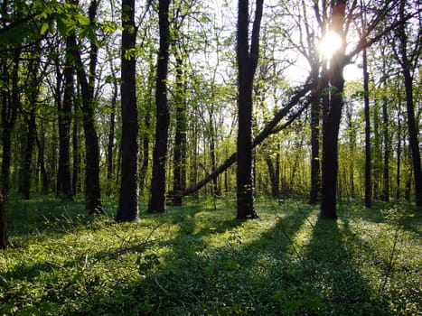 forest without cake without mushrooms without gras without aegeria