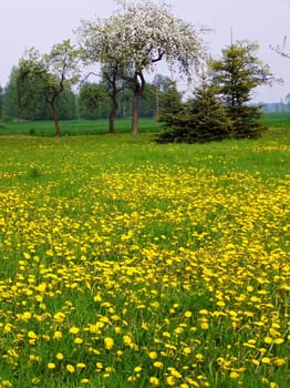 Meadow
