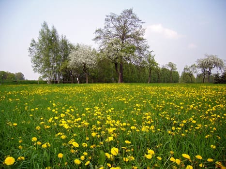 Meadow