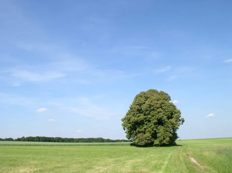 The way