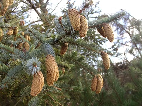 Fir cone