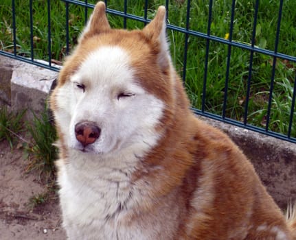 Huskie