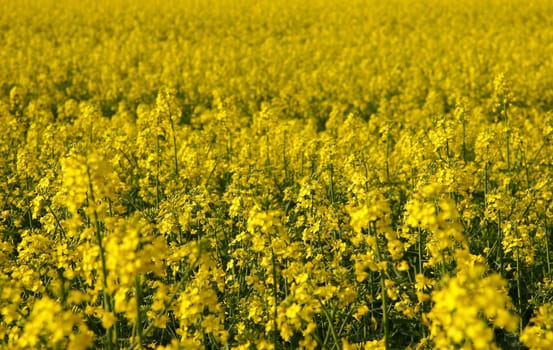 Rapeseed is grown in Central Europe as a crop for the production of high-quality oils,which are mainly used industrially. It is also used for the production of animal feed.