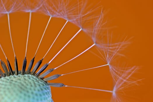 Dandelion 4