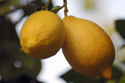 Lemons