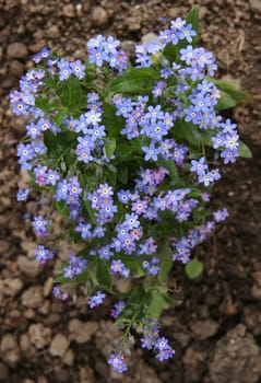 The botanical name Myosotis for this genus,which comes from the Greek,means "mouse-ear"" and refers to the pointed leaves. The German name,the old form (with genitive object) for ""don't forget me"",knows"