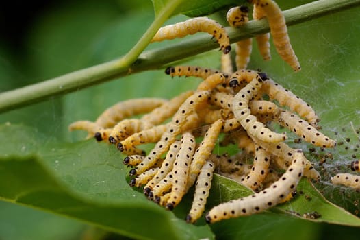 In the months of May to June,about 100 eggs are laid in groups by the females on the undersides of the leaves of the host plants. After about 14 days,the yellowish-green and black-spotted caterpillars hatch from the eggs. The young caterpillars feed gesociably